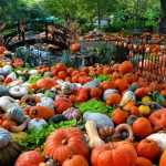 SUN SEPT 15, PRE98 WEEKLY NEWS UPDATE #242, FALL KICKOFF SALE!  3 DAYS ONLY!